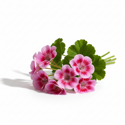 Rose Geranium Essential Oil